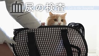 猫の血尿。検査で病院へ【ミヌエット】