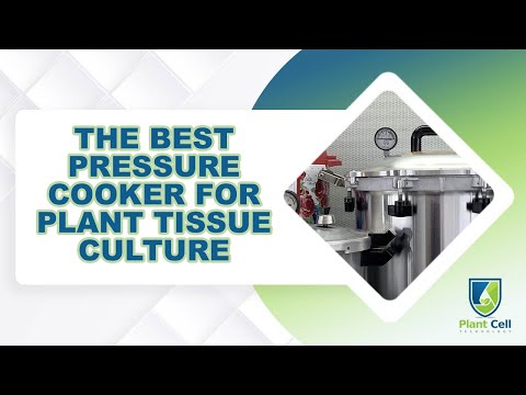Which plant is best for tissue culture?