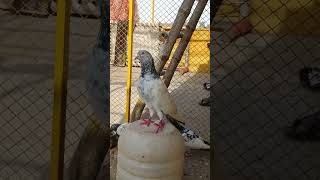 Golden Bredar Male In My Loft || Kasur Pigeon Shok