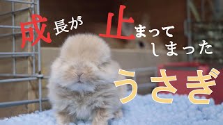 成長が止まってしまったうさぎ①「ちびまるちゃん」