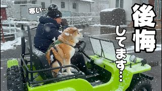 柴犬の新しい散歩形が完全にパパ泣かせでした…