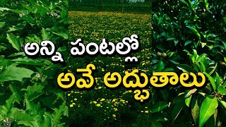 అన్ని పంటల్లో అవే అద్భుతాలు || దీర్ఘాకాలిక, స్వల్పకాలికి పంటల్లో వీటిని తప్పనిసరిగా వాడాల్సిందే