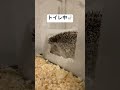 ハリネズミ 飼育 トイレ hedgehog pet care cute