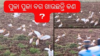 ବଗ ମାଛ ଛାଡି ଏ କଣ ଖାଉଛି l BAGA I Egret Bird's l Bapu Ojha Official