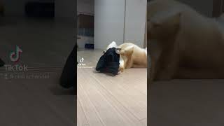 【柴犬お菊】これなにこれなに犬#shorts