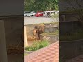 師聖🍰①インドゾウ・印度象・リュウカちゃん★indian_elephant・・・沖縄こどもの国・okinawa zoo u0026 museum 20211220