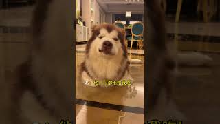 🐶：我学会了“一手交冰淇淋🍦一手交羊羊🐑”！我没冰淇淋，你就没有羊羊！ #萌宠出道计划 #阿拉斯加 #被小狗治愈的一万个瞬间 #大型犬的温柔 #小狗狗能有什么坏心思#shorts