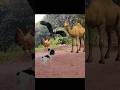 Camel Rooster And Baby Dog Eagle #shorts #shortvideo #shortsviral