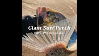 Surf Perch Fishing: The Most Fun You Can Have With a Fishing Pole