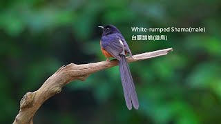 白腰鵲鴝(長尾四喜)/White-rumped Shama