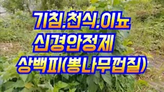 성인병에 상백피(뽕나무 껍질)