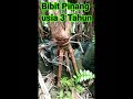 Bibit Pinang Usia 3 Tahun