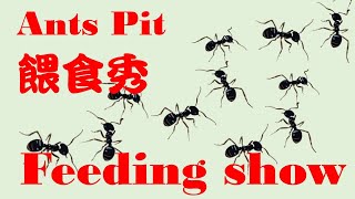 AntsPit 餵食秀 Feeding show 250121 #ant #ants #Feeding #pet #observe #healing