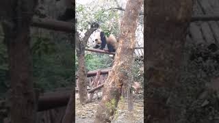 Two Panda Duel on the Tree