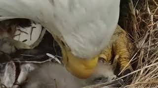 First Decorah hatchery eaglet and its first fish