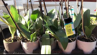 Phalaenopsis Orchids Great Haul From $11.97 to $3 Each Omg!  Series 1