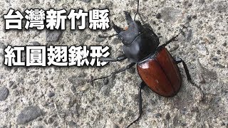 台灣新竹縣紅圓翅鍬形　アカマルバネクワガタ採集【クワガタムシ】