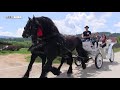 friesian horse carriage beautiful horses 2018