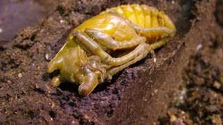 Chalcosoma atlas - Controling the rearing containers