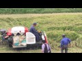 harvesting japan s hidden treasure rice