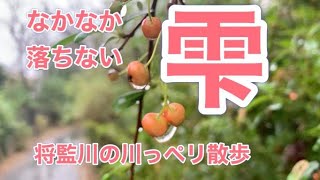 実を洗い、赤が鮮やか、秋の雨、なかなか落ちない、雫となって、