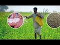 माइकोर्रहिज़ा क्या काम करता है माइकोर्रहिज़ा क्या है mycorrhiza ke fayde mycorrhiza fertilizer