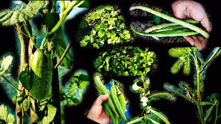 My small vegetable garden || Mera chhota sa sabjee ka bageeche🌱🥒