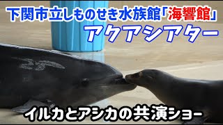 【下関市立しものせき水族館「海響館」】アクアシアター　イルカとアシカの共演ショー(2022.09)-水族館,山口,下関-The Shimonoseki City Aquarium Kaikyokan