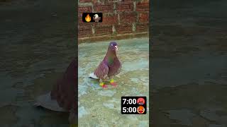 Lal dobaz kabutar 7 sa 5 kar gya #kabootar #viralvideo #shortvideo #youtubeshorts #pigeon #bird