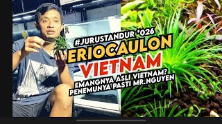 Eriocaulon vietnam, tanaman mudah tapi tidak semudah itu ferguso #jurustandur eps.026