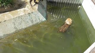 ヤブイヌのデンマル(とパパマル) / 京都市動物園