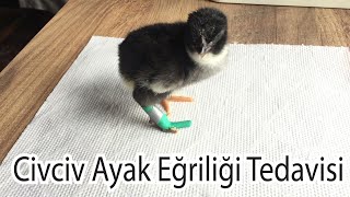 civciv ayak yamukluğu tedavisi | parmak eğriliği düzeltme