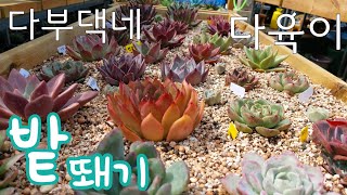 다부댁네 키핑장 밭뙈기에서 크는 다육이들 多肉植物 Korean succulents