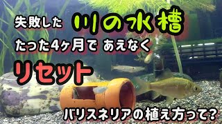 【川の水槽】水草溶ける😵泣く泣くリセットです😖