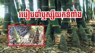 របៀបដាំឬស្សីយកទំពាំងងាយៗ how to grow bamboo very easy