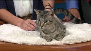 Pet Of The Week May 29, 2012: Ricky (Brown Tabby Cat)