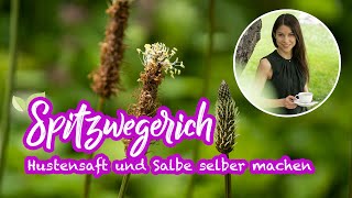 Spitzwegerich - Heilpflanze bei Insektenstichen | Salbe und Hustensaft selber machen