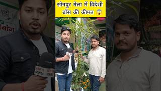 सोनपुर मेला में ऑस्ट्रेलियन बाँस की कीमत सुनकर हैरान हो जायेंगे 😱 || Bamboo Price #sonpurmela2024