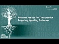 Simple Signaling Reporter Assays – Easily Quantify Activation & Inhibition of Cellular Pathways