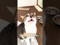 鼻炎持ちの猫　くしゃみ連発🤧　 猫 飼い猫 cats cat catvideos catshorts