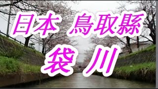 日本之旅：鳥取縣 沿著袋川(Fukurogawa)賞櫻(Hanami)！沿著河岸一邊散步一邊欣賞美麗的櫻花 鳥取故鄉櫻花季 鳥取08 Moopon