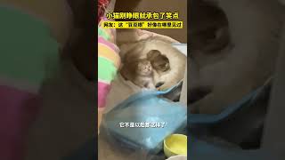 小猫刚睁眼就承包了笑点，网友：这“豆豆眼”好像在哪见过#猫 #可愛 #萌宠