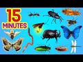 15 Minutes Easy English INSECTS For All