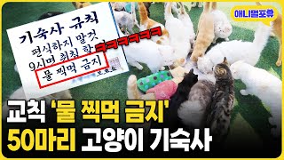 '집사가 너 벌점이래..’ ㅋㅋㅋ 50마리 고양이 기숙사 I KBS 반려동물극장 240118 방송