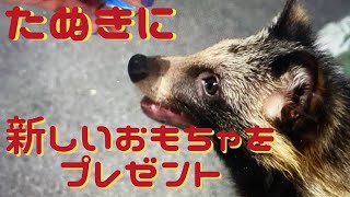 おもちゃで遊ぶたぬき