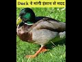 जब बत्तख ने मांगी एक महिला से मदद 1 day spotted this poor little duck 😱 ytshorts