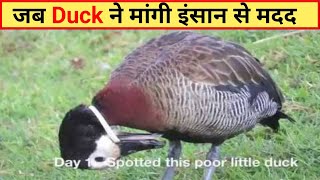 जब बत्तख ने मांगी एक महिला से मदद // 1 Day Spotted this poor Little Duck 😱 #ytshorts