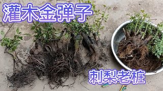 小伙刚刚从地里拔出来的灌木金弹子和刺老桩，喜欢的朋友请留言