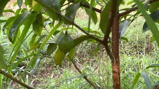 Garcinia gardneriana, USDA Organic Certified rare Tropical Fruit