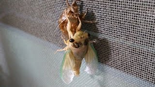 [관찰해보다] 매미(탈피4-완벽탈출) Metamorphosis of Cicada larva